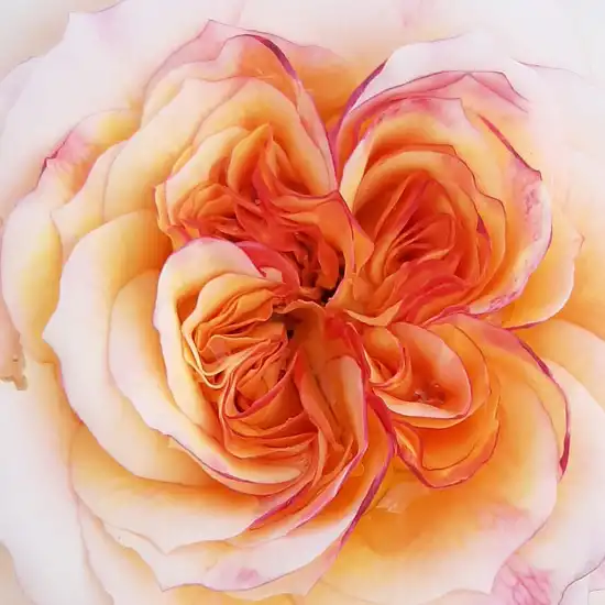 Trandafiri online - Galben - trandafir nostalgic - trandafir cu parfum intens - Rosa Georges Denjean - Dominique Massad - ,-